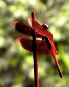 Dragonflies and incense sticks...The Magic of Bali