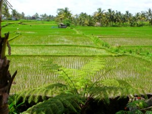 Earth nourished, Bali is as of now unaffected by the economic crisis